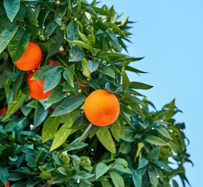 Tangerines in Ayia Napa Tangerines growing up in Ayia Napa