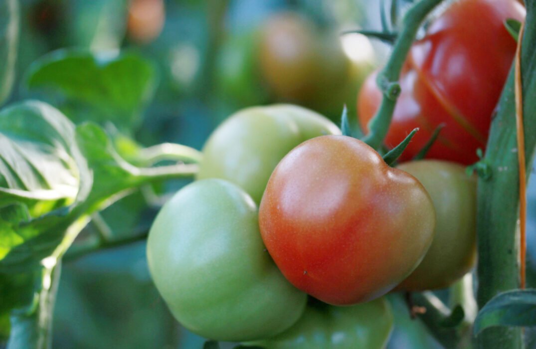 Tomatoes growing in a greenhouse Tomatoes growing in a greenhouse
