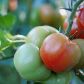 Tomatoes growing in a greenhouse Tomatoes growing in a greenhouse