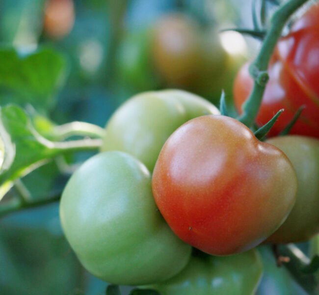 Tomatoes growing in a greenhouse Tomatoes growing in a greenhouse