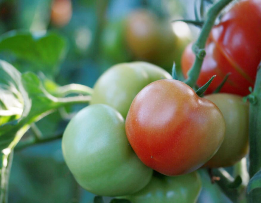 Tomatoes growing in a greenhouse Tomatoes growing in a greenhouse