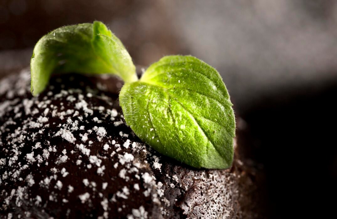 close-up-view-chocolate-concept-with-mint-leaves close-up-view-chocolate-concept-with-mint-leaves