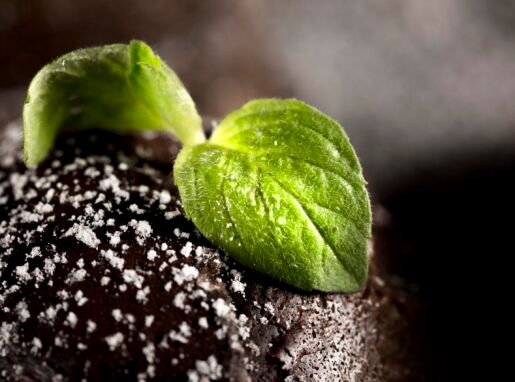 close-up-view-chocolate-concept-with-mint-leaves close-up-view-chocolate-concept-with-mint-leaves