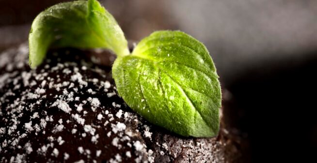 close-up-view-chocolate-concept-with-mint-leaves close-up-view-chocolate-concept-with-mint-leaves