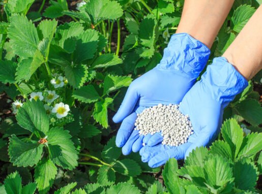 Farmer hands in rubber gloves giving chemical fertilizer to plants Farmer hands in rubber gloves giving chemical fertilizer to young bushes of strawberries during their flowering period in the garden