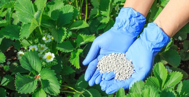 Farmer hands in rubber gloves giving chemical fertilizer to plants Farmer hands in rubber gloves giving chemical fertilizer to young bushes of strawberries during their flowering period in the garden