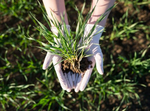 Farmer's hands holding crops with fertile soil in the field. Farmer's hands holding crops with fertile soil in the field.