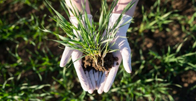 Farmer's hands holding crops with fertile soil in the field.