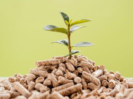 front-view-plant-growing-from-pellets front-view-plant-growing-from-pellets