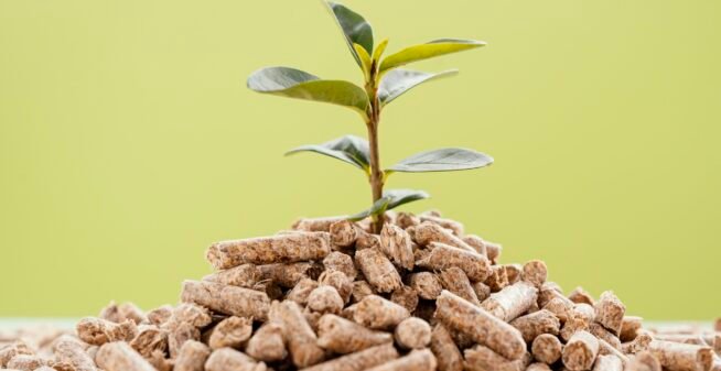 front-view-plant-growing-from-pellets front-view-plant-growing-from-pellets