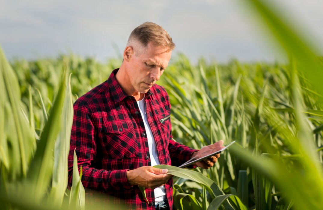 man-attentively-inspecting-corn-leaf man-attentively-inspecting-corn-leaf