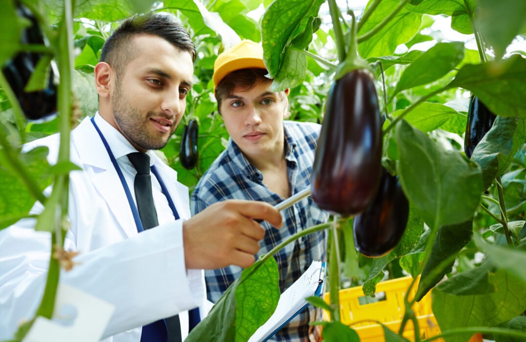 Showing eggplants Professional selectionist showing new sort of aubergines to young worker of greenhouse