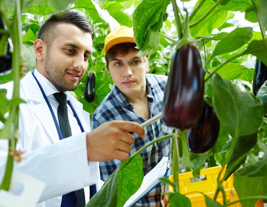 Showing eggplants Professional selectionist showing new sort of aubergines to young worker of greenhouse